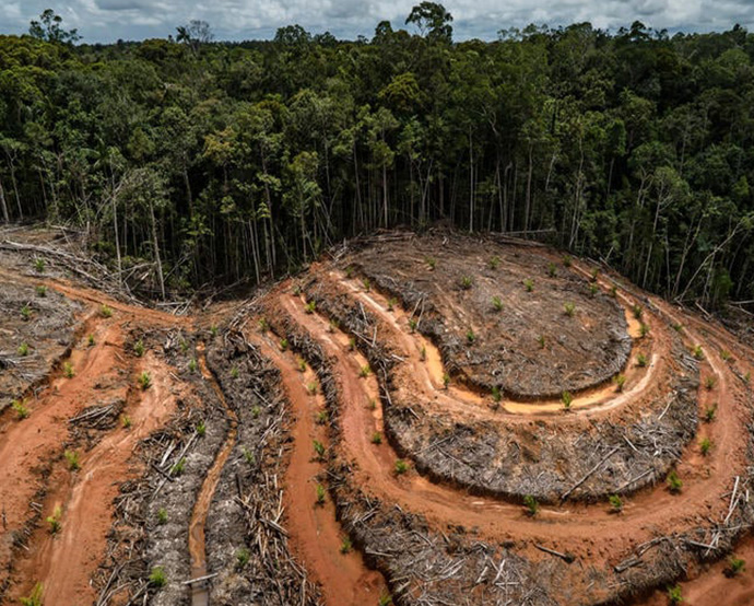 Europa es responsable por la destrucción de 16 % de los bosques tropicales. Foto: tomada de web Greenpace.  