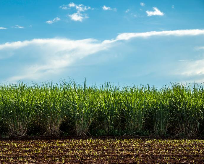 Atvos produce y comercializa etanol, azúcar VHP y energía eléctrica a partir de la caña de azúcar y su biomasa./ Canva.