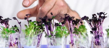 Elementa Foods trabaja en con las principales empresas de genética vegetal / Canva